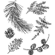 some pine cones and branches are shown in this black and white drawing, which shows the branch