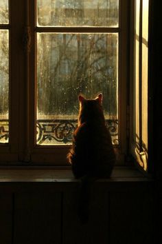 a cat sitting on top of a window sill