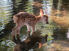 a small deer is standing in the water and looking at it's own reflection