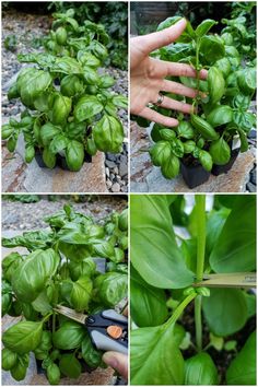 four pictures showing different stages of growing basil plants with scissors in each photo and the process of cutting basil leaves