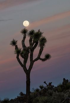 a full moon is seen behind a joshua tree in the desert at dusk with pink and purple clouds