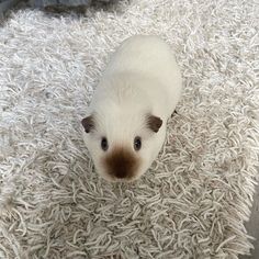 a small white and brown animal sitting on top of a pile of fluffy white carpet