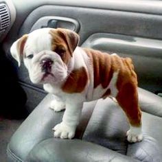 a brown and white dog standing on top of a car seat