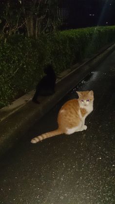 an orange and white cat sitting on the side of a road next to a black cat