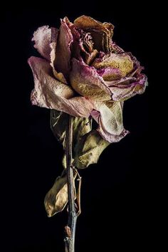 a close up of a flower on a black background