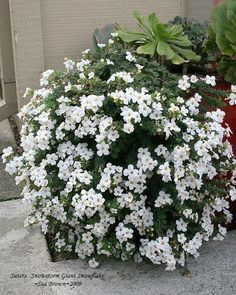 some white flowers are growing out of a pot