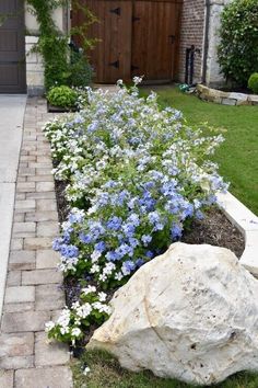 blue and white flowers are growing next to a large rock in the grass near a driveway