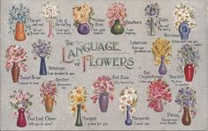 a cross stitch pattern with flowers in vases and the language of flowers on it