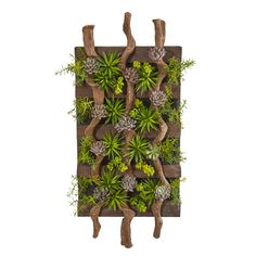 an arrangement of succulents and pine cones on a wooden wall mounted planter