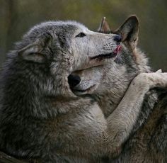 two gray wolfs are playing with each other