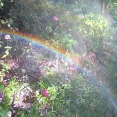 a rainbow in the middle of a lush green forest filled with lots of flowers and trees