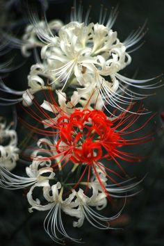 some white and red flowers with long stems