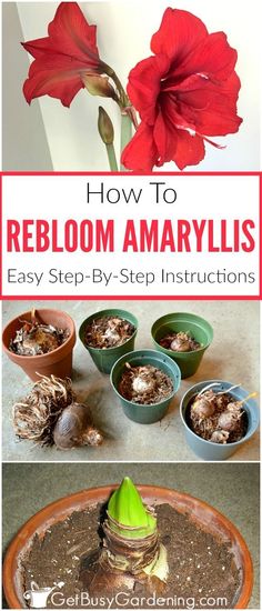 how to rebloom amaryllis easy step - by - step instructions