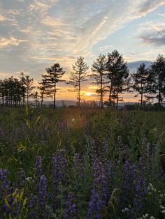 the sun is setting behind some trees and purple flowers in a field with tall grass