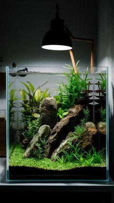 https://acuariopets.com/shrimp-tank-setup-ideas/ Planted Aquarium, Aquariums, Fish Tank