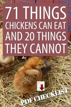 chickens in hay with text overlay that reads, 71 things chickens can eat and 20 things they cannot