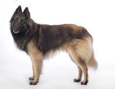 a brown and black dog standing in front of a white background with a frisbee flying above it