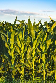 a field full of green corn on a sunny day - stock photo - images