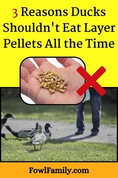 3 Reasons Ducks Shouldn't Eat Layer Pellets All the Time Khaki Campbell Ducks, Layer Feed, Laying Chickens, Chicken Protein, Poultry Feed, High Calcium, Calcium Supplements