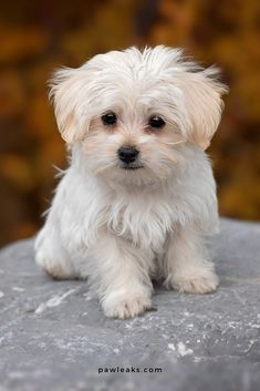 a small white dog sitting on top of a rock