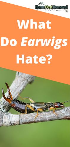 If you are plagued by earwigs, keeping your home free of them can seem like a full-time job, especially during the warm weather months when earwigs are out in full force. When they show up inside your home, you know for sure that there are plenty more outside looking for ways to get in. What do earwigs hate? Natural Earwig Repellant, Earwig Repellent