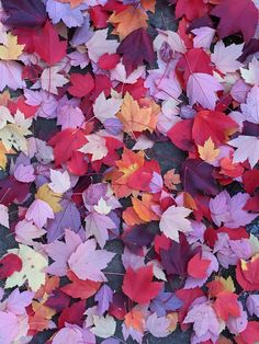 many different colored leaves laying on the ground