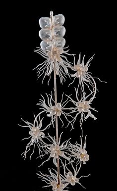 A Tale of Two Glassworkers And Their Marine Marvels Glass Flowers, Underwater Photography, Science Art, Glass Sculpture, Marine Life, 그림 그리기, Sea Creatures, 3d Art, Glass Blowing