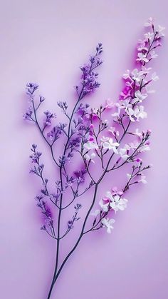 purple and white flowers against a pink background