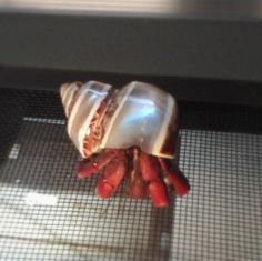 a piece of food sitting on top of a counter