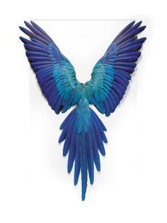 a blue bird with its wings spread out in front of a white background is shown