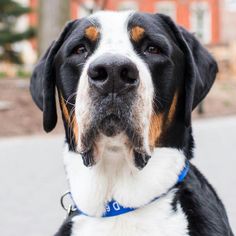 a close up of a dog wearing a blue collar and looking at the camera with a building in the background