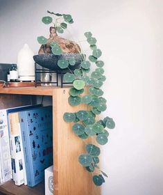 a potted plant sitting on top of a wooden shelf next to a bookshelf