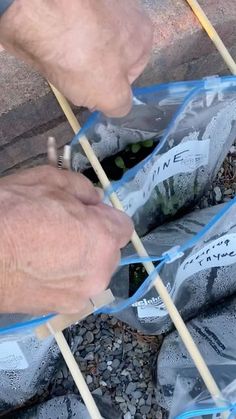 two hands holding sticks over bags filled with plants