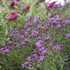 purple flowers are blooming in the garden