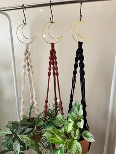 three plant hangers with plants in them on a wall next to a potted plant