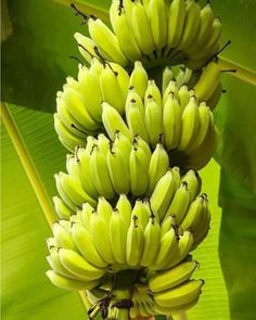 bunches of bananas are hanging from a banana tree