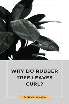 a plant with the words why do rubber tree leaves curl?