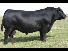 a large black cow standing on top of a lush green field