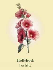 there is a pink flower that is on the cover of this book, hollywood fertiility