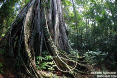 a large tree in the middle of a forest filled with lots of green plants and trees