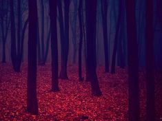 a forest filled with lots of trees covered in red leaves