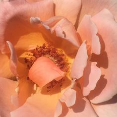 a close up view of the center of a pink rose