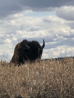 a bison standing in the middle of a dry grass field under a cloudy blue sky