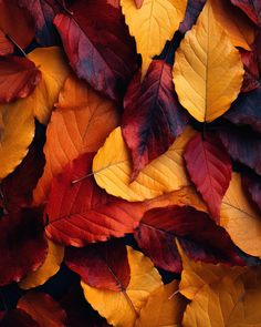 many different colored leaves are arranged together on the ground in this close up photo,