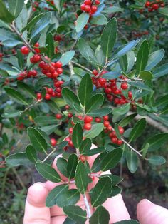 a person holding out their hand with some berries on the tree in front of them