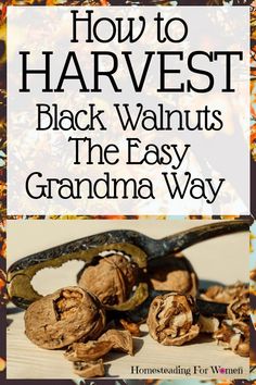 how to harvest black walnuts the easy grandma way with text overlay reading how to harvest black walnuts the easy grandma way