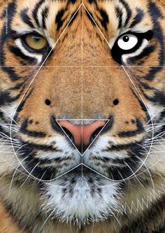 a tiger's face is shown with an image of the eye and part of its body