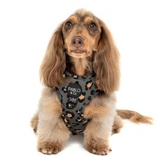 a brown dog wearing a black bandana