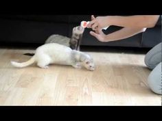 a person playing with two ferrets on the floor