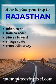 two camels walking down the road with text overlay reading how to plan your trip to rajasthan